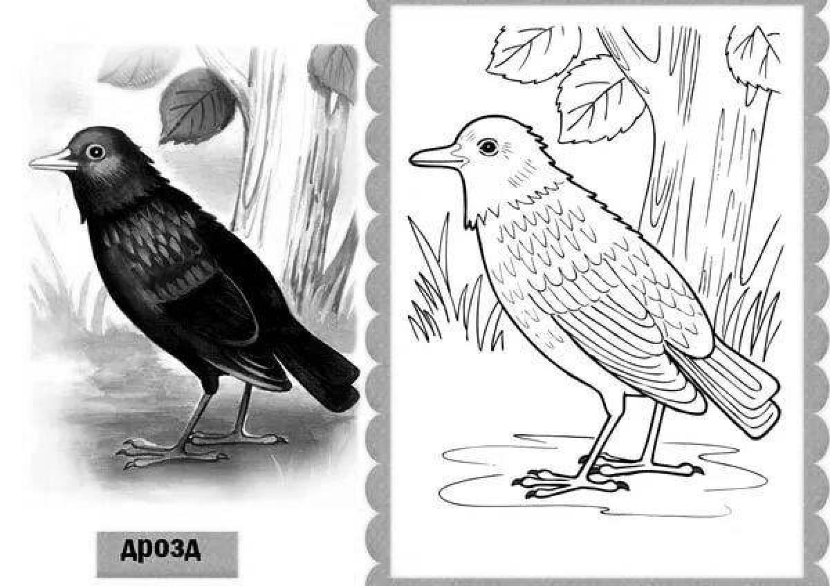 Fun coloring pages birds for children 6-7 years old