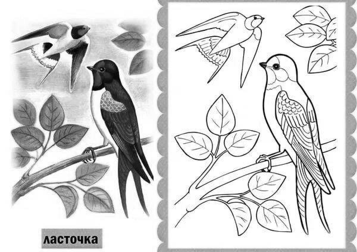 Fun bird coloring pages for kids 6-7 years old