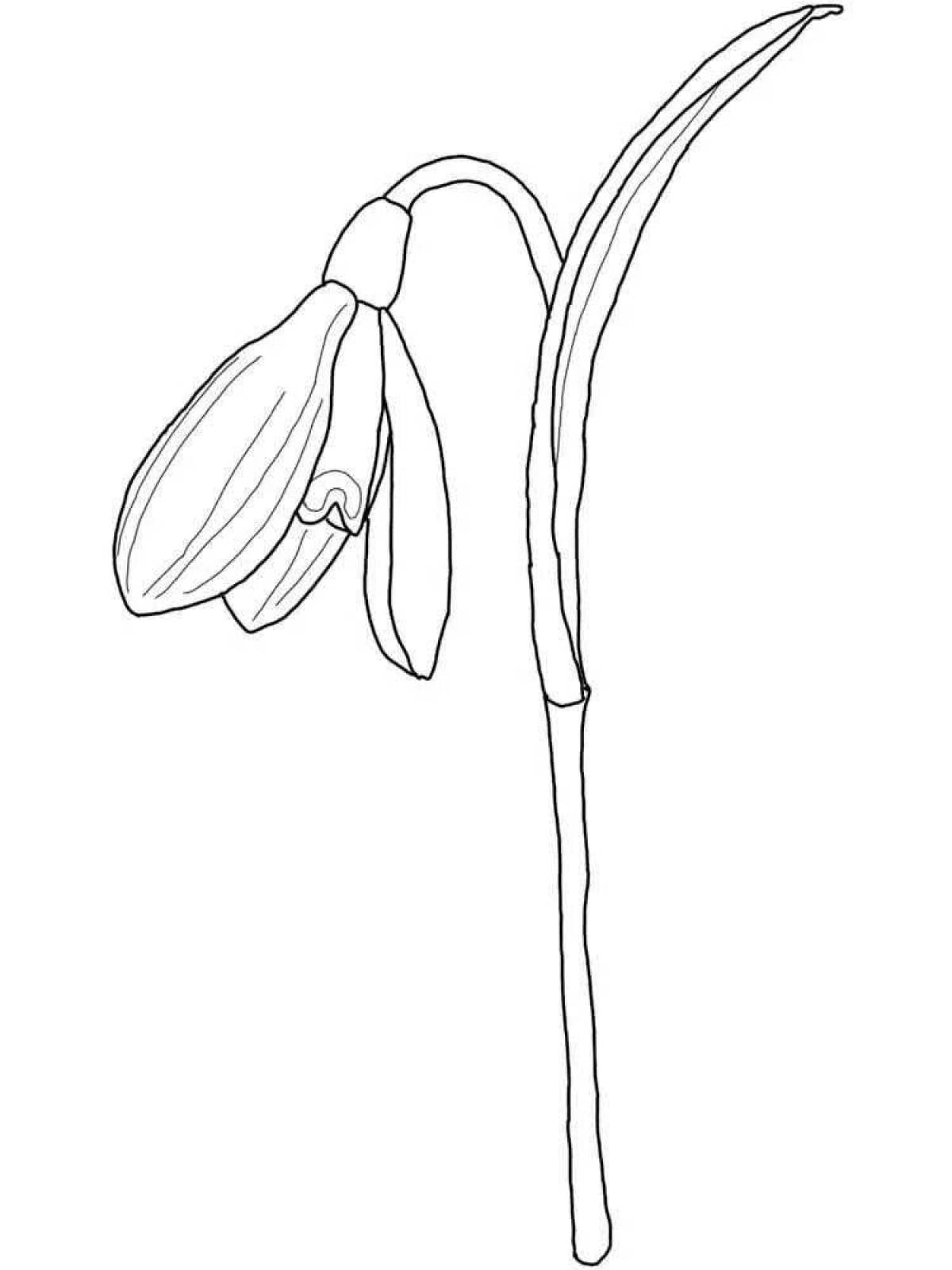 Exciting snowdrop coloring pages for kids