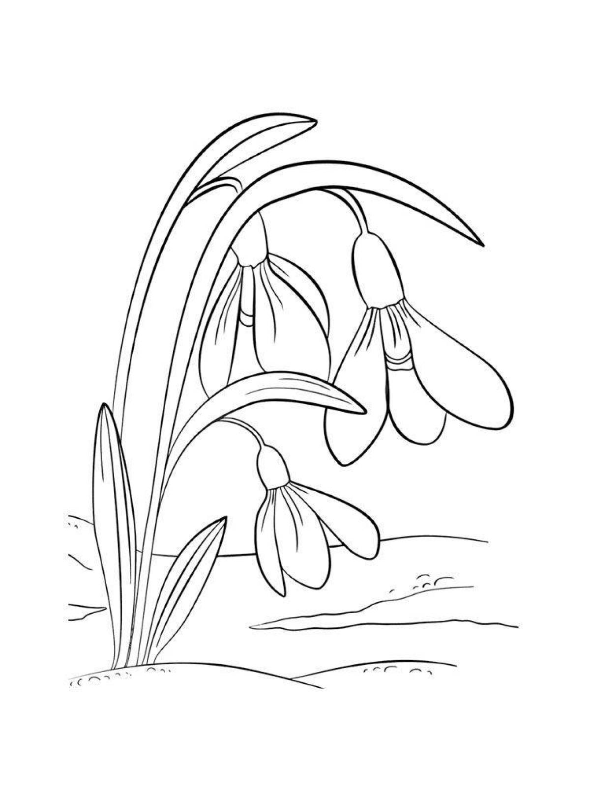 Snowdrop coloring pages for kids