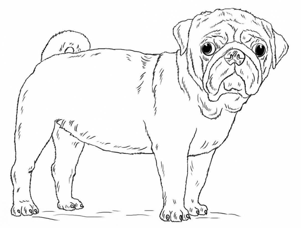 Friendly coloring pug