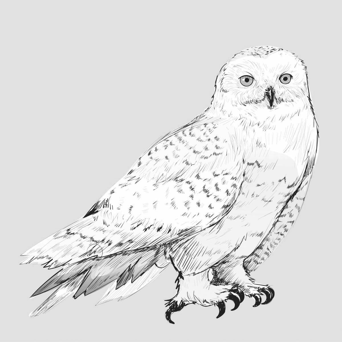 A fun snowy owl coloring book for teens