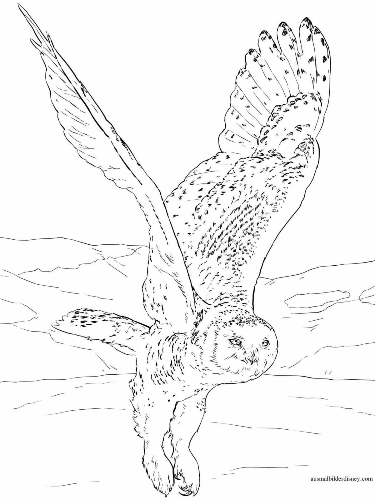 Gorgeous snowy owl coloring for schoolchildren
