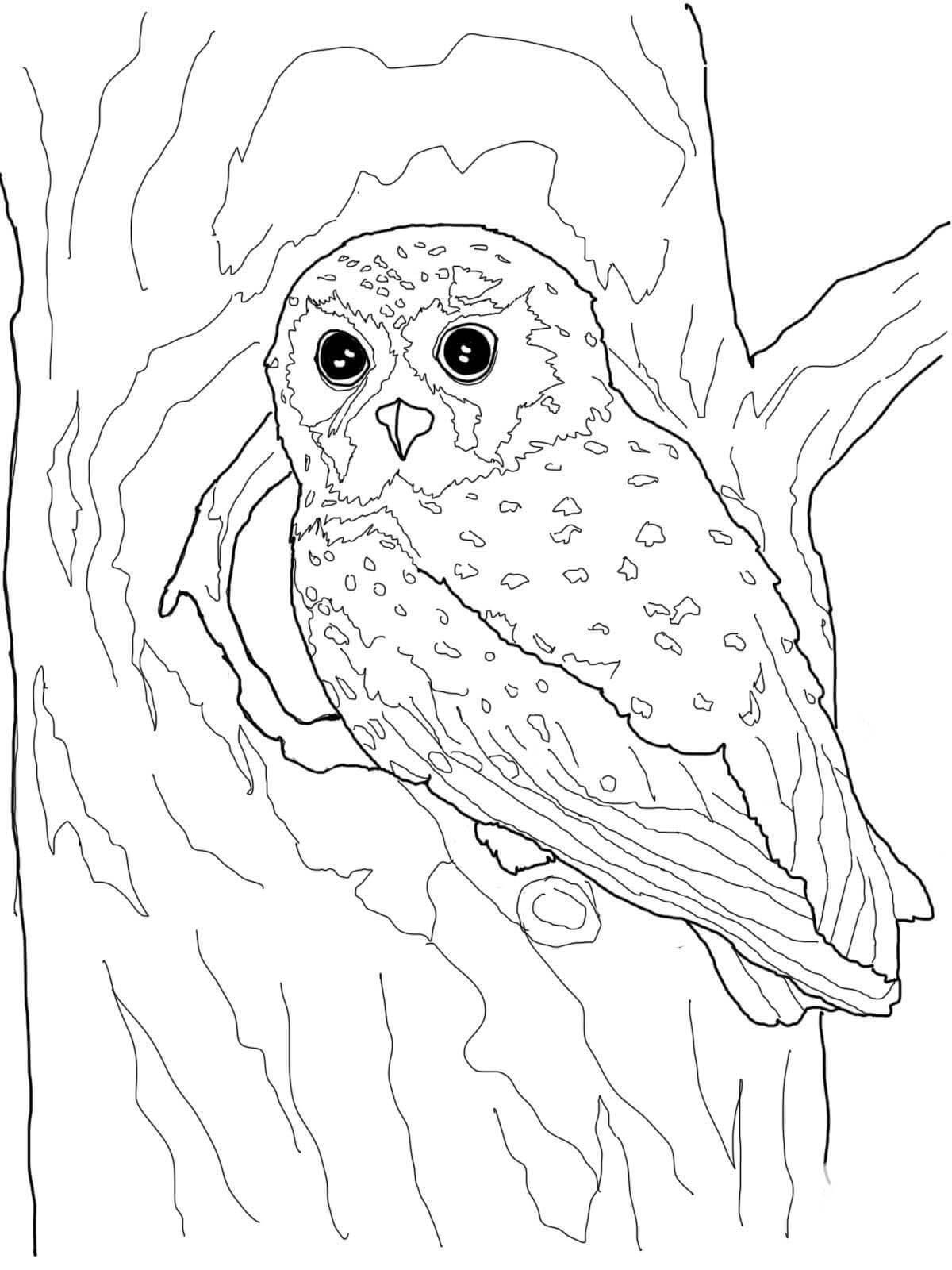 Fabulous snowy owl coloring book for kids