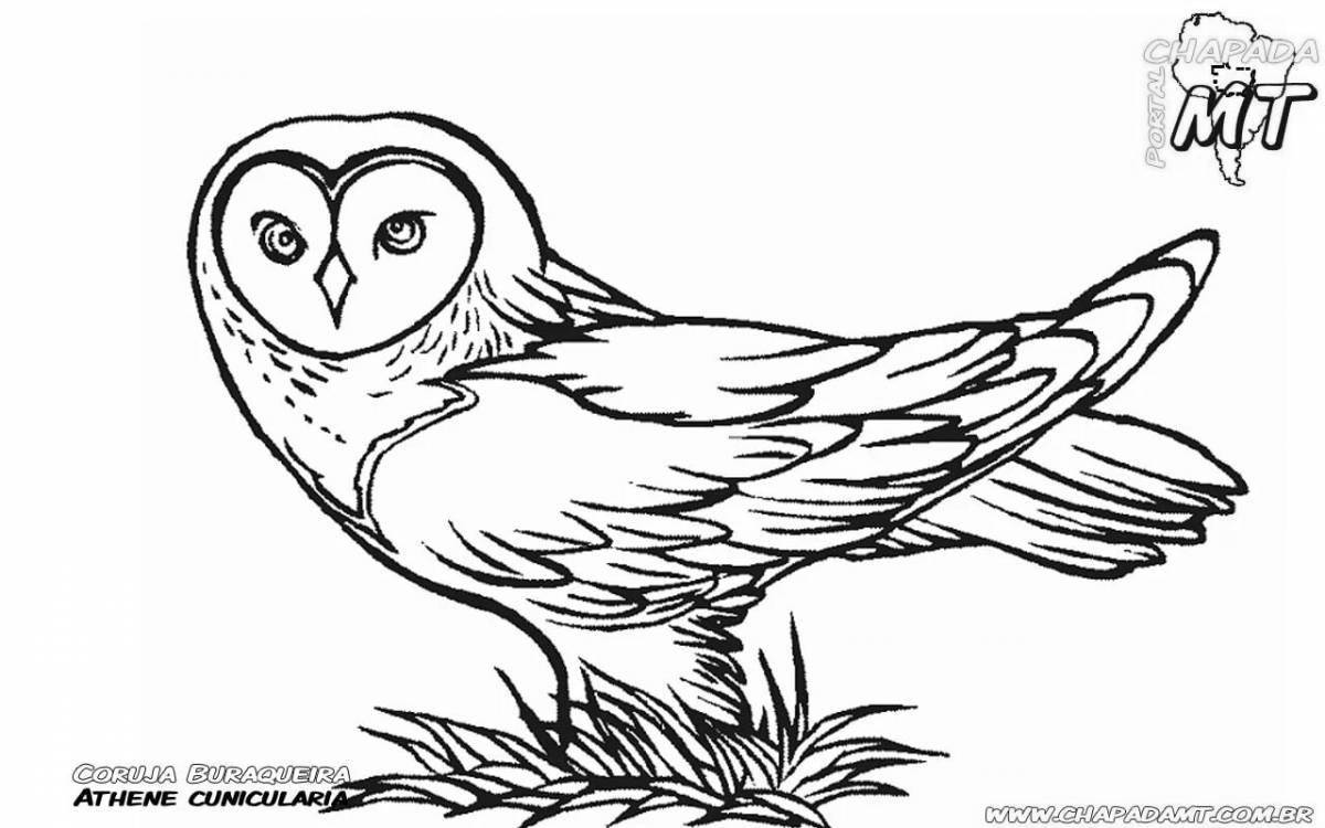 Exquisite snowy owl coloring book for kids