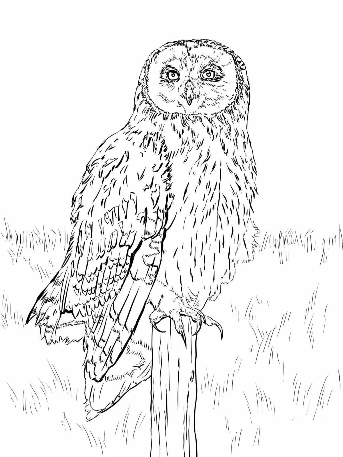 Live coloring book snowy owl for preschoolers