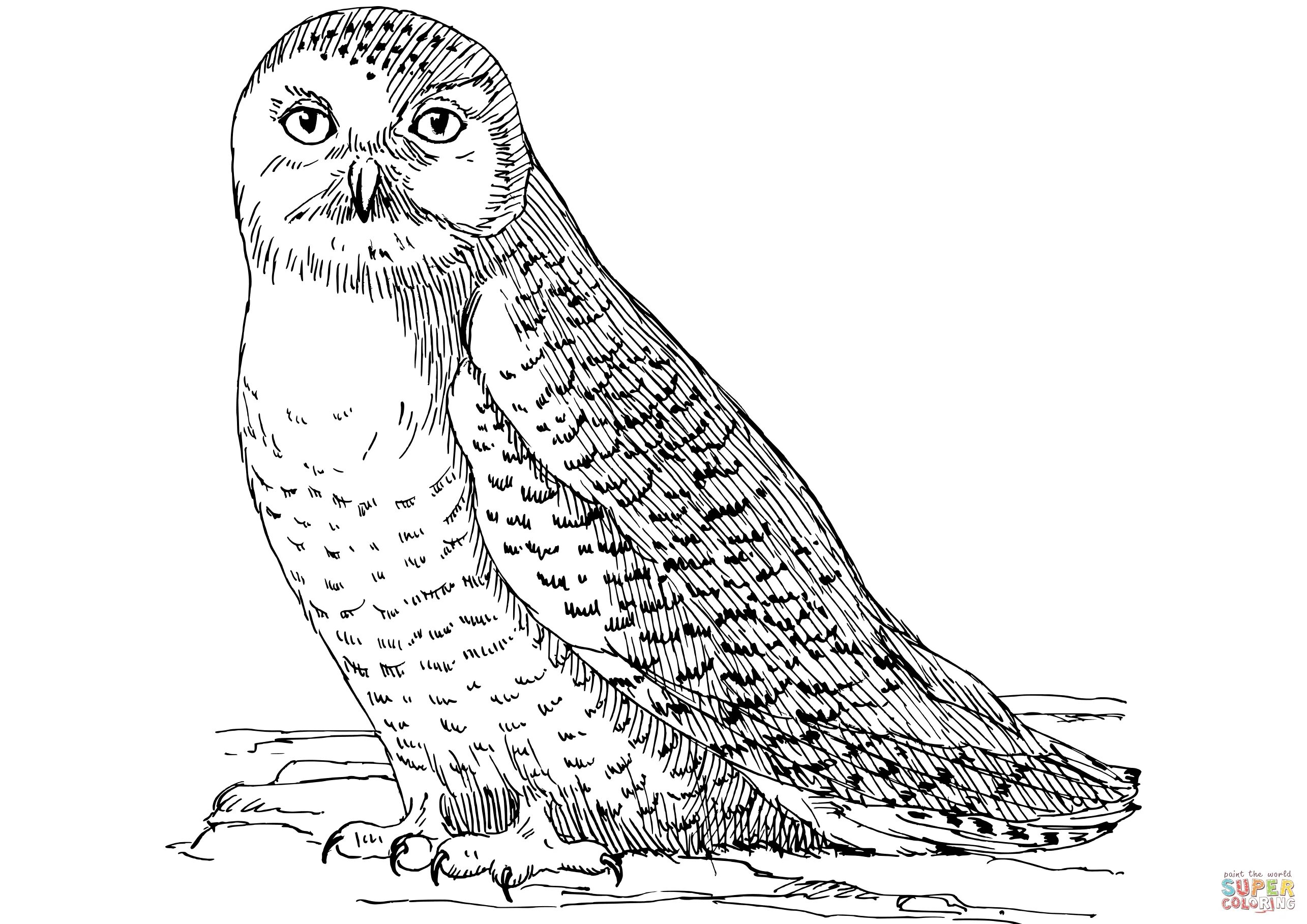 Snowy Owl fun coloring book for teens