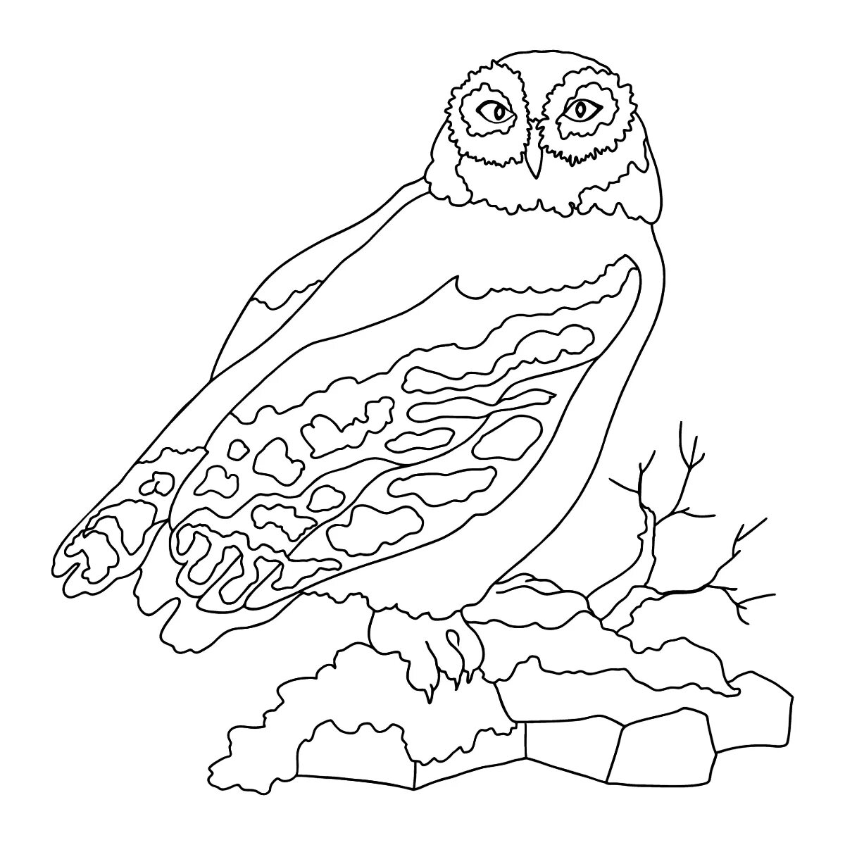 Attractive snowy owl coloring book for kids
