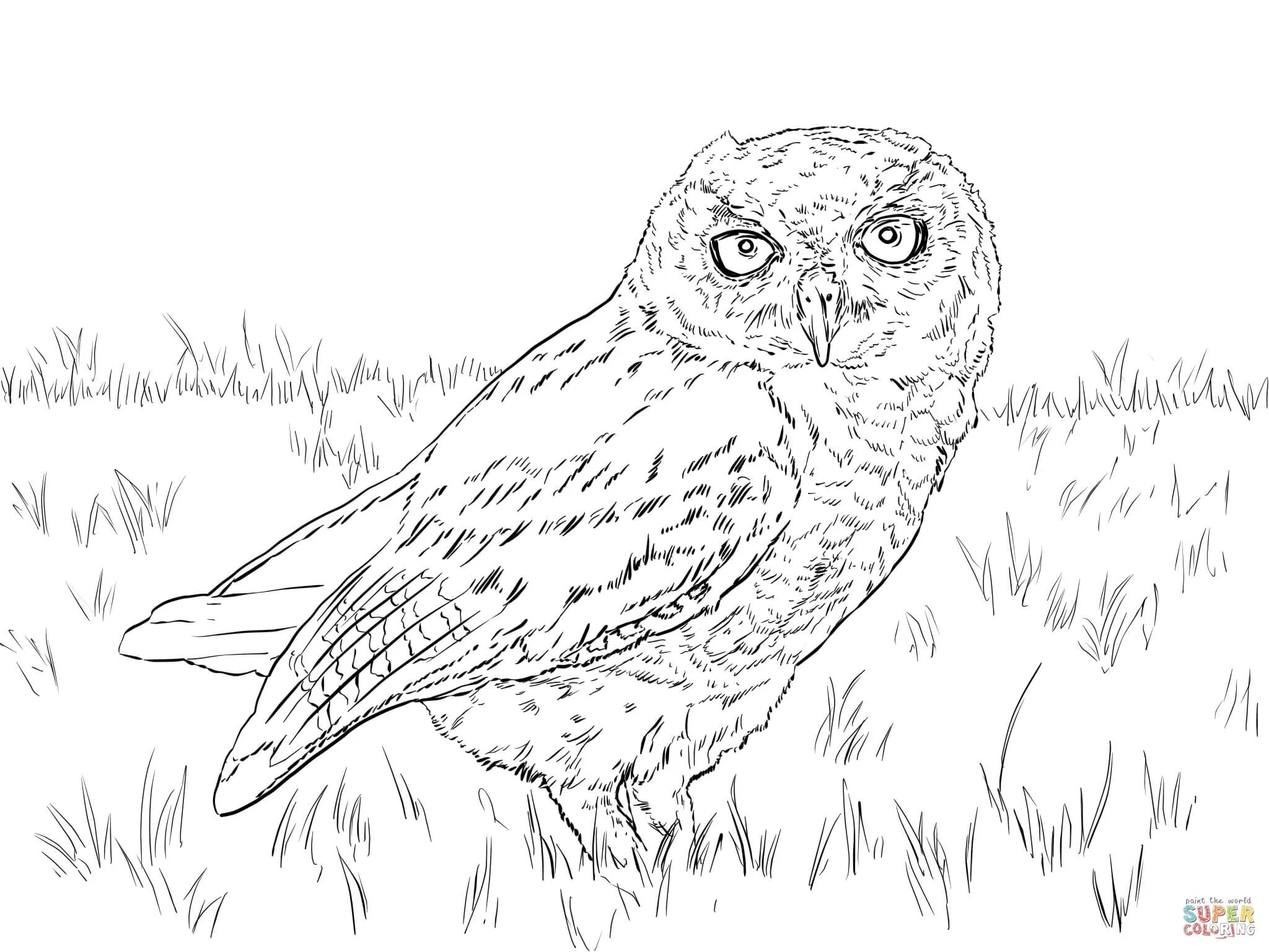 Adorable snowy owl coloring book for kids