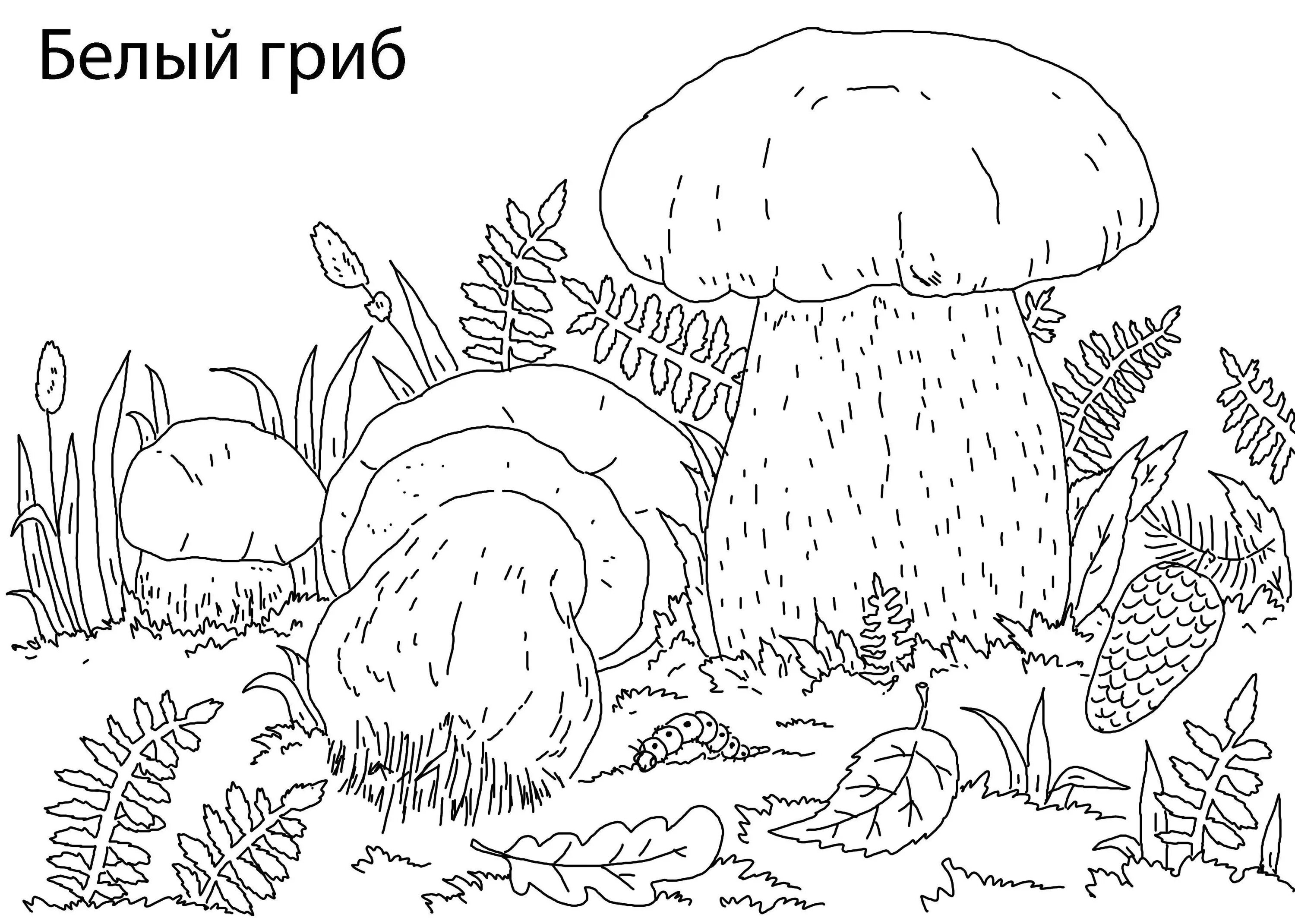 Fancy mushroom coloring pages for 6-7 year olds