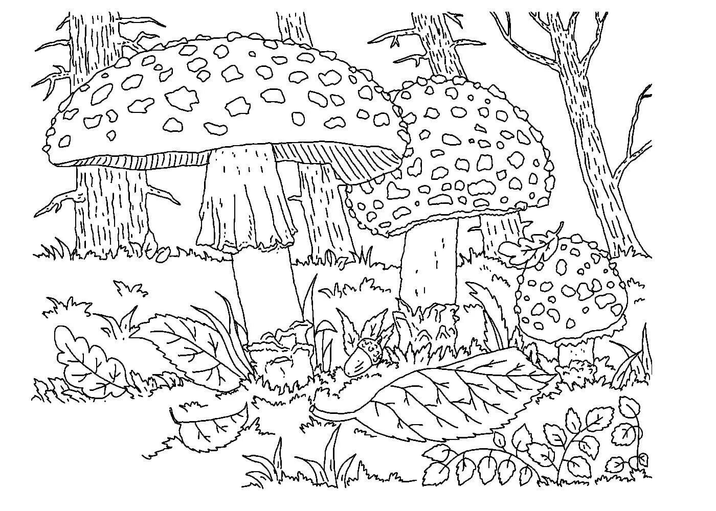 Colorific mushroom coloring page для детей 6-7 лет