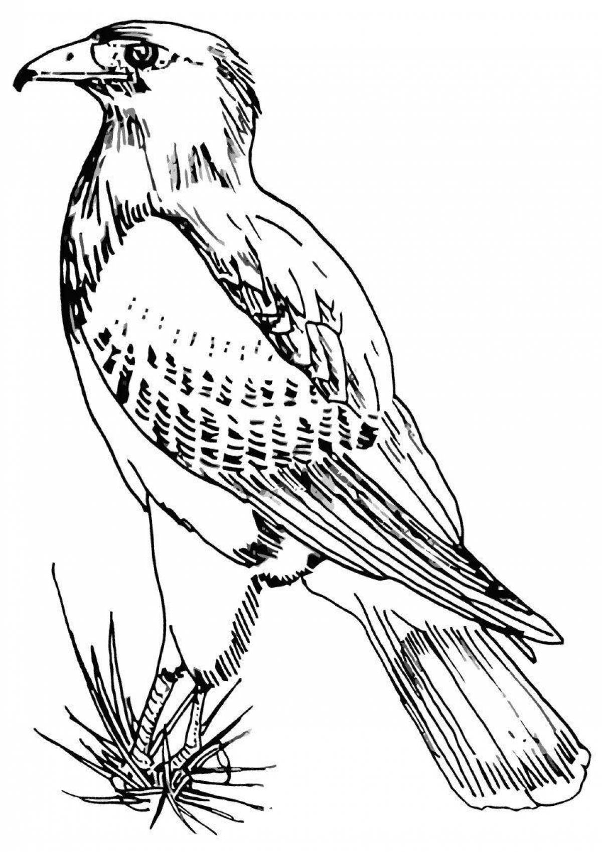 Раскраска Величественный ястреб-раскраска