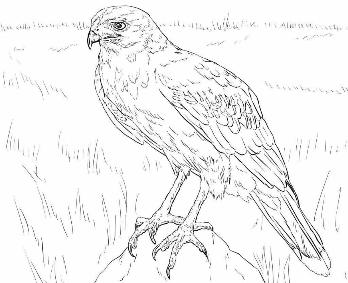 Hawk bright coloring