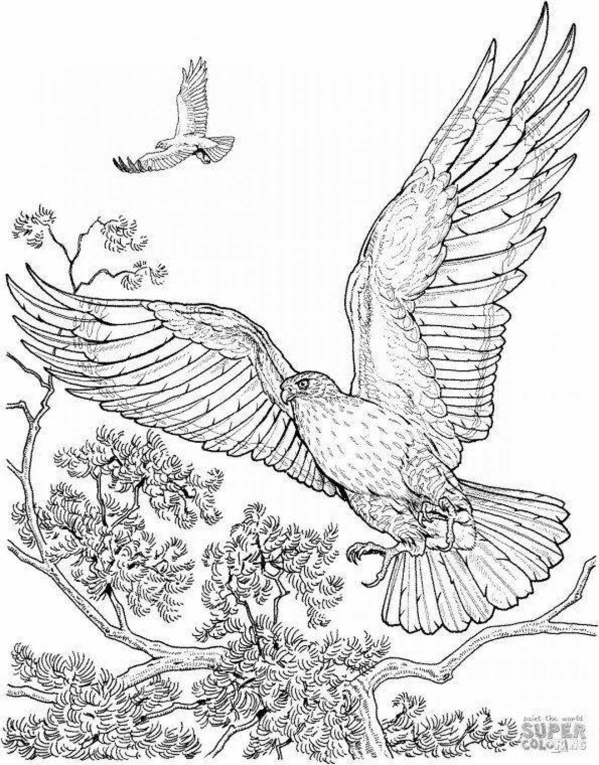 Gorgeous hawk coloring book