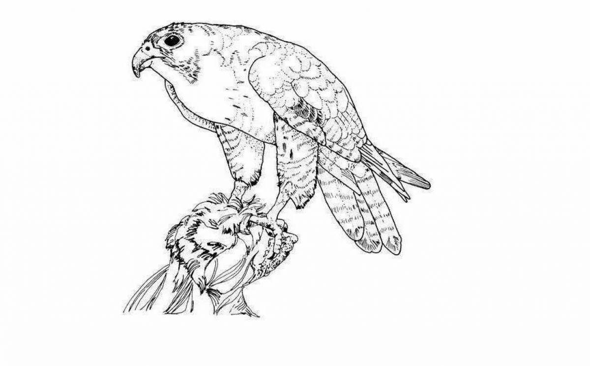 Big hawk coloring page