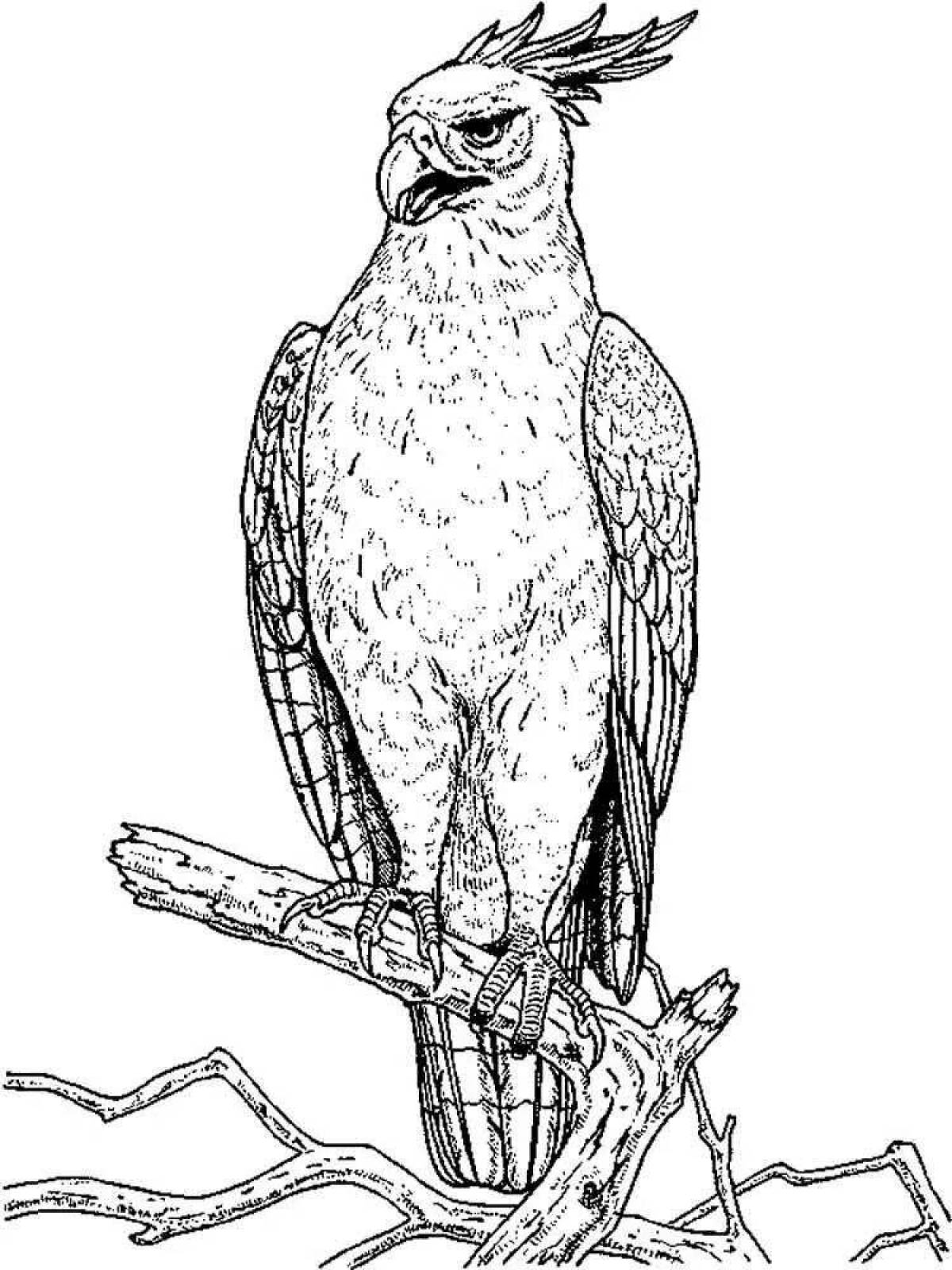 Tempting hawk coloring book