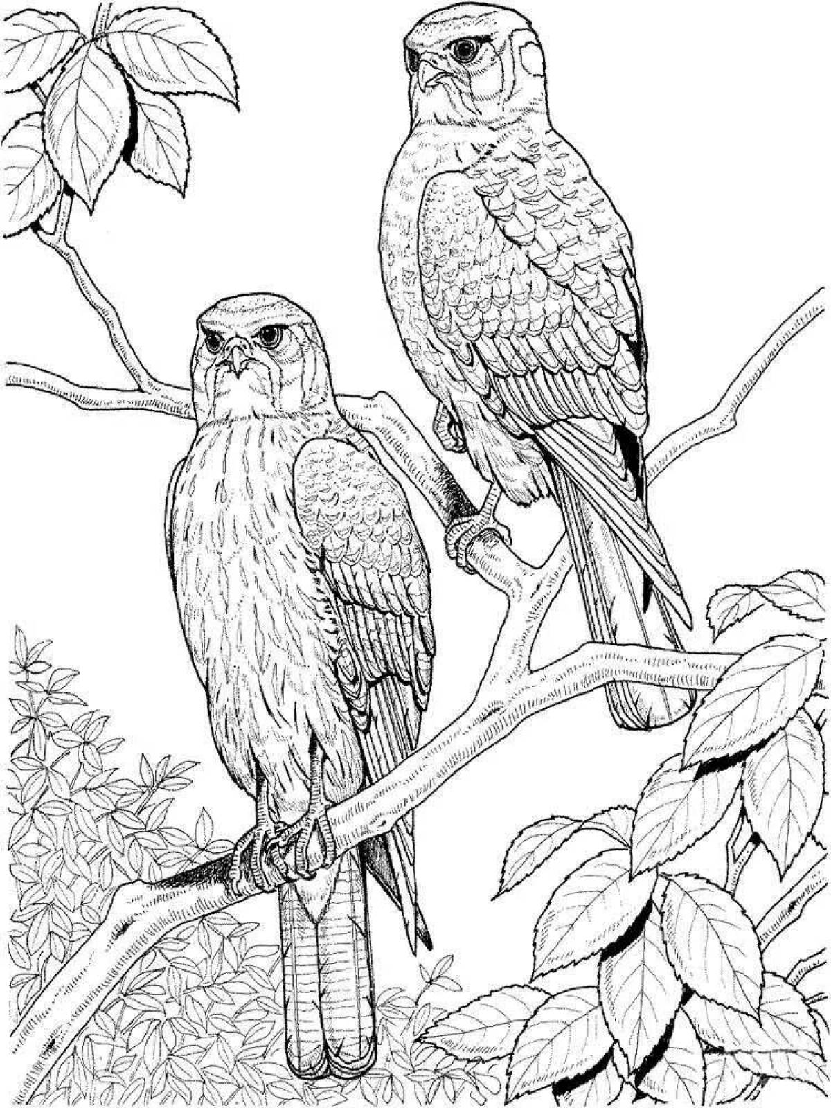 Generous hawk coloring
