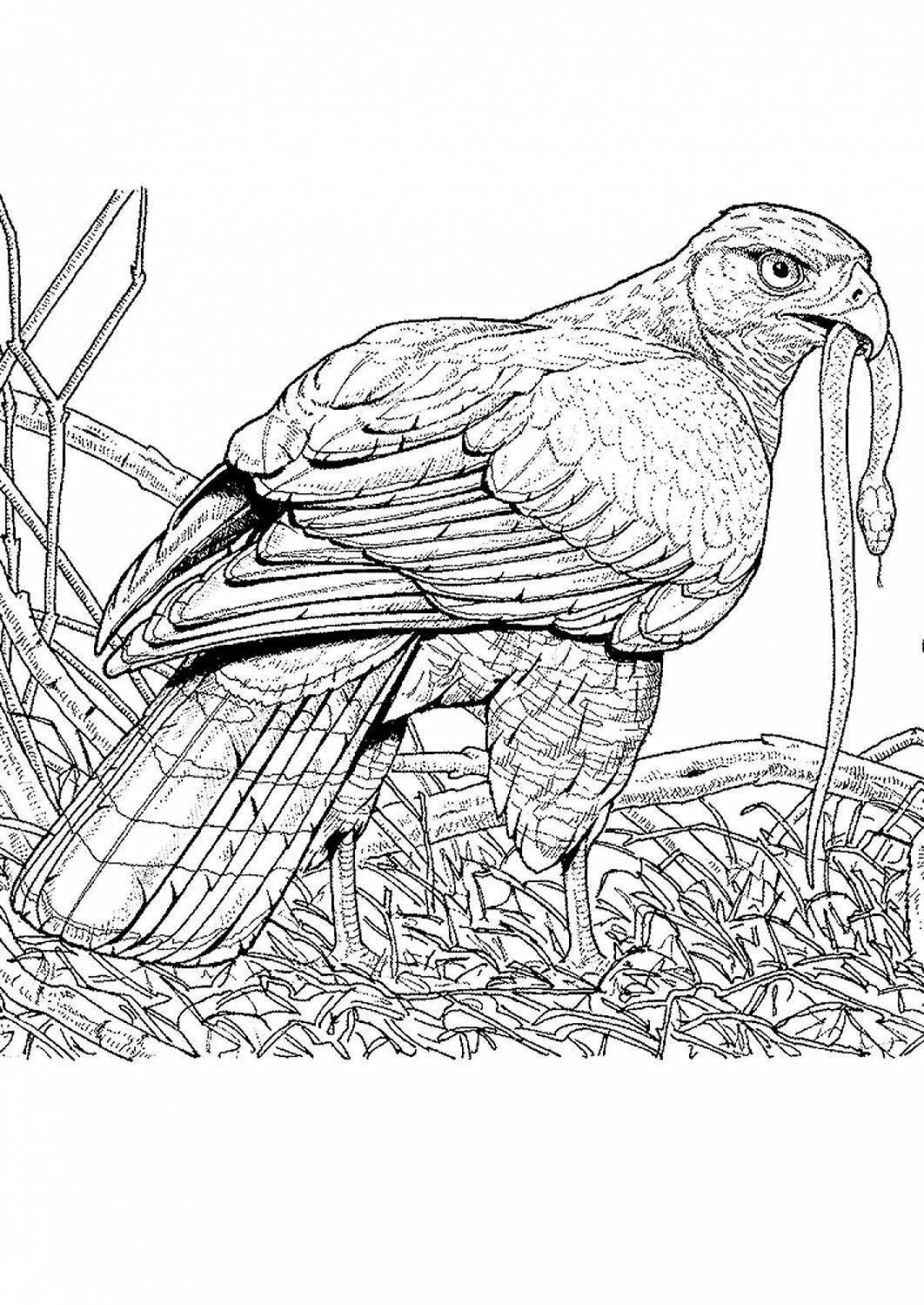 Раскраска Превознесенная раскраска ястреб