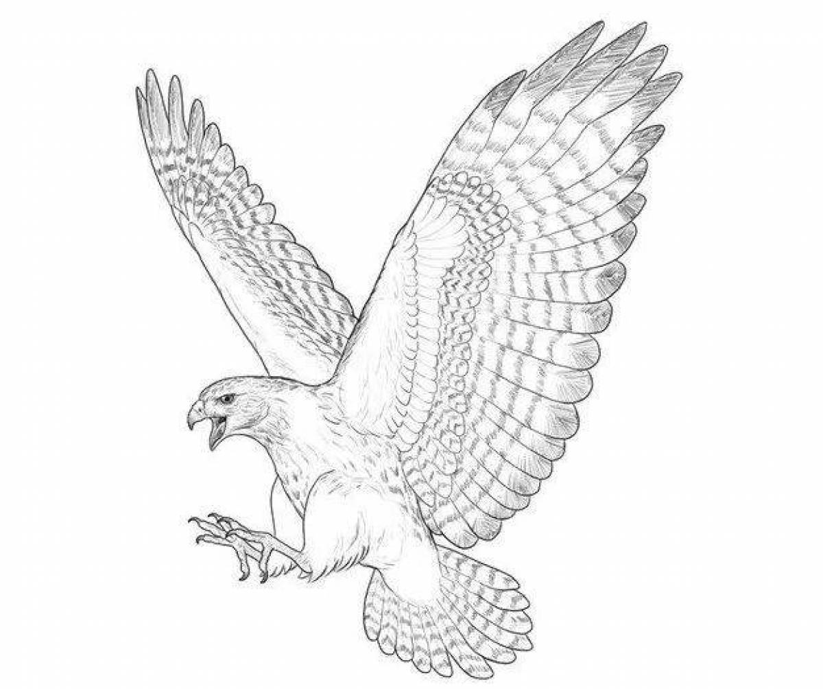 Раскраска Ястреб #2