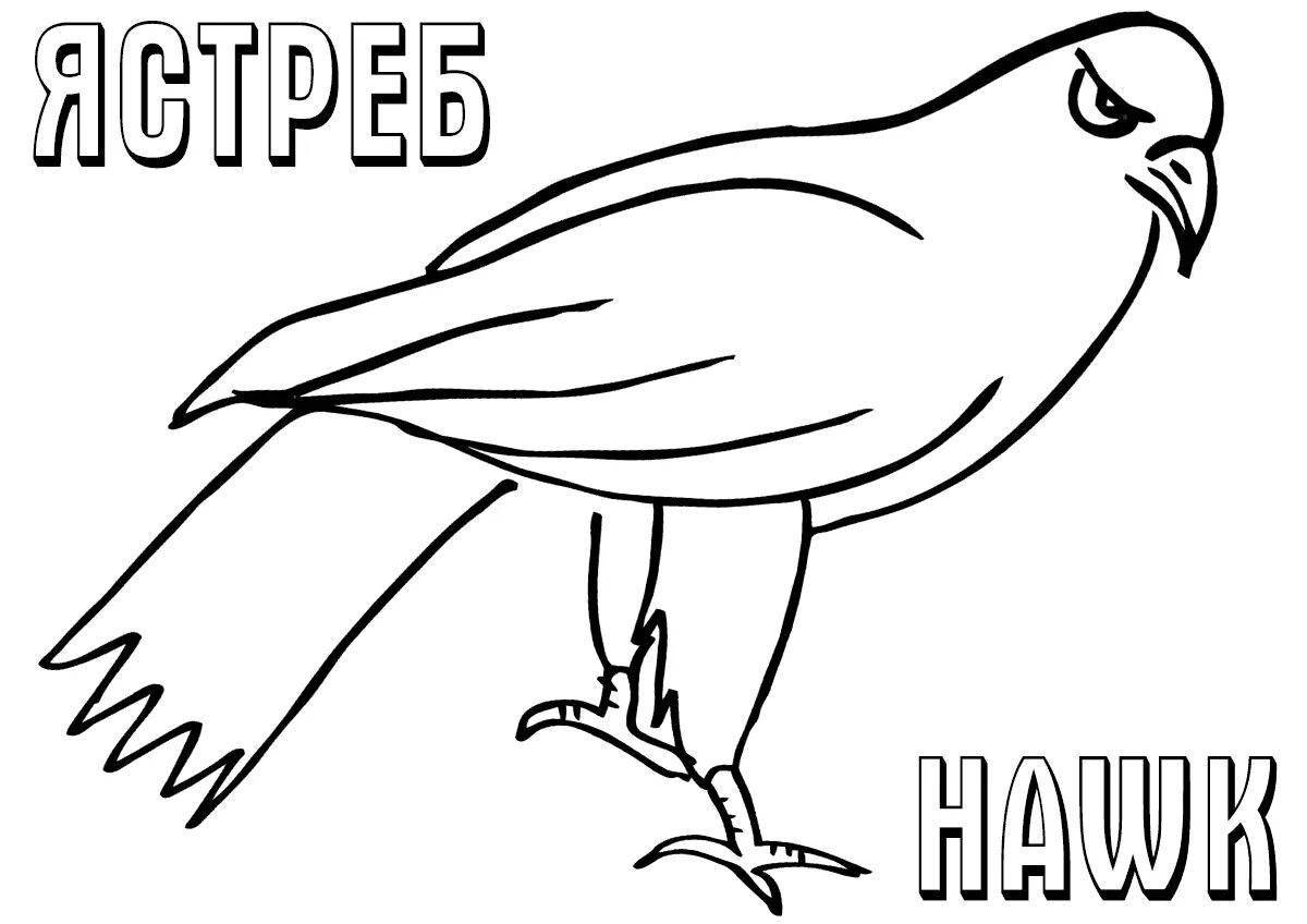 Hawk #5