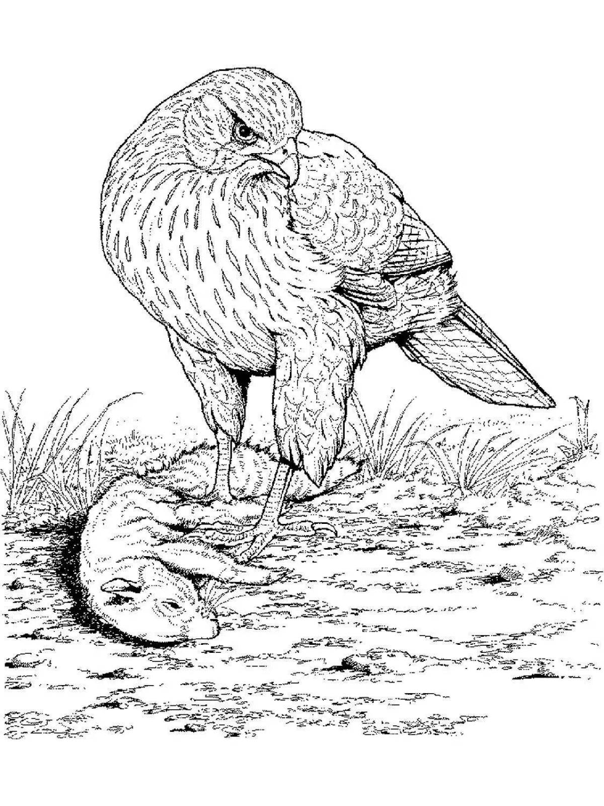 Раскраска Ястреб #7