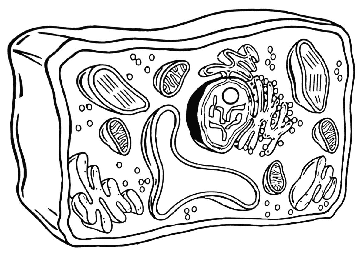 Cell structure coloring page