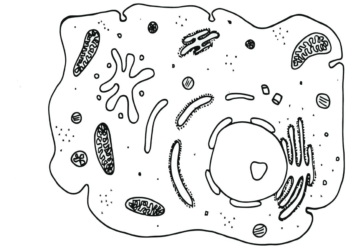 Бактерия