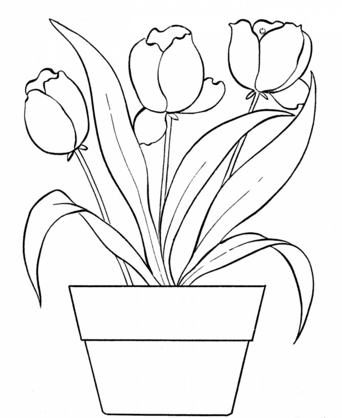 Tulips in a pot