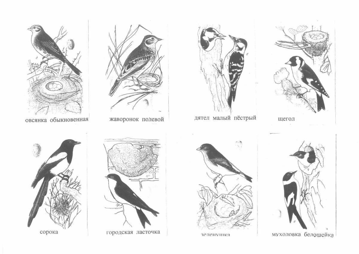картинки перелетных птиц для детей с названиями