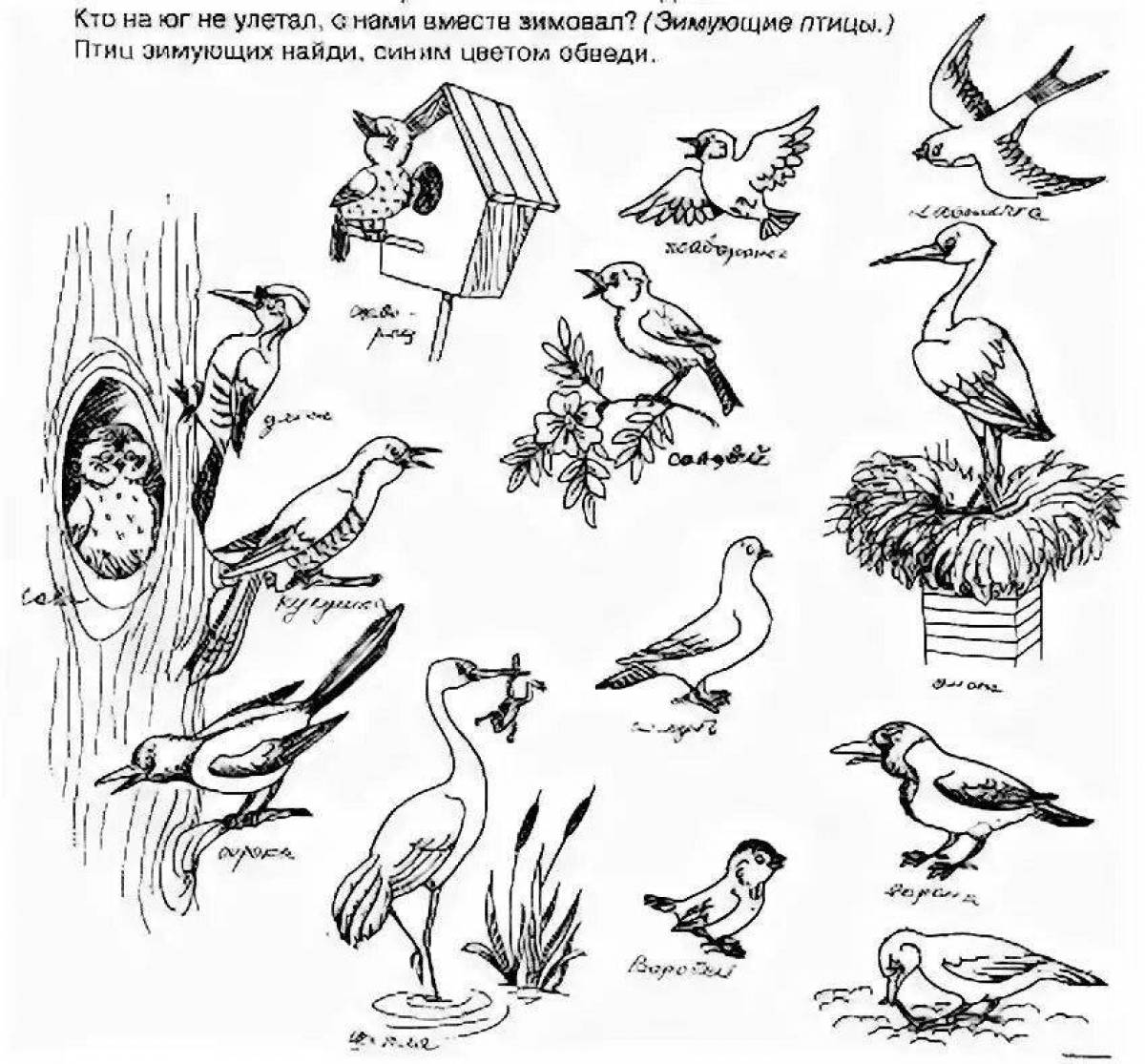Great coloring book winter and migratory birds