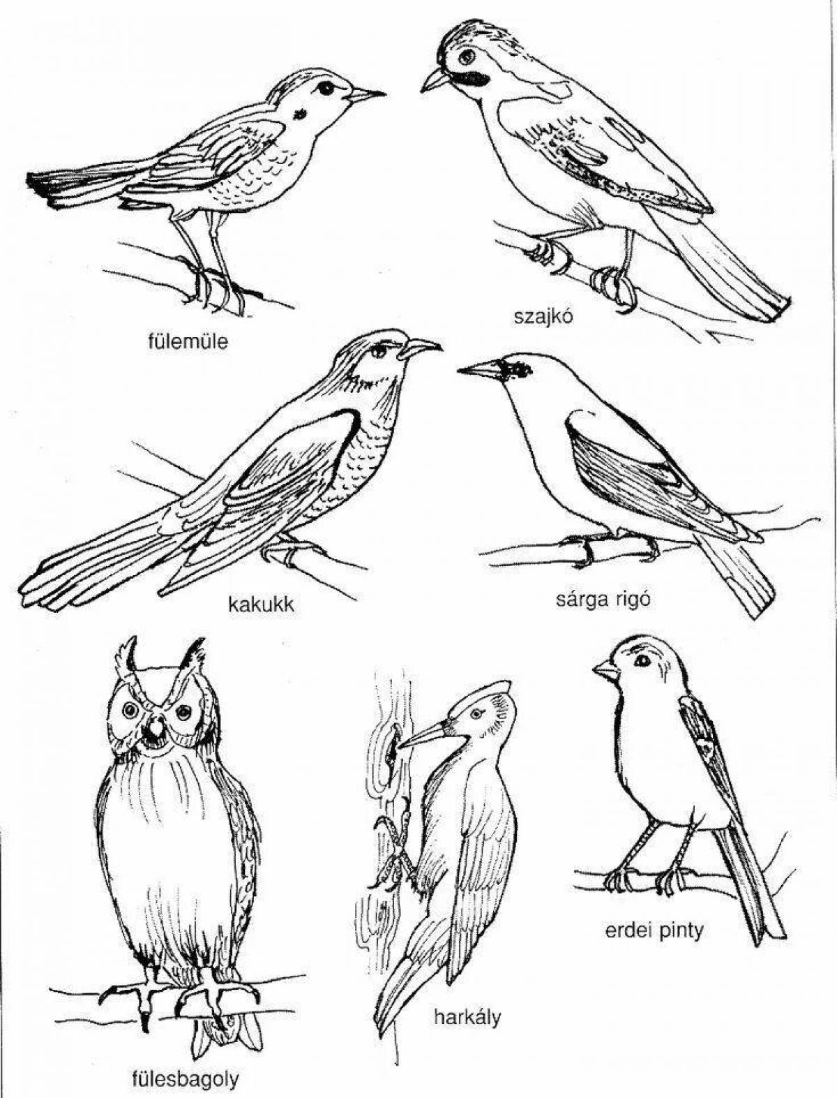 Charming coloring of wintering and migratory birds