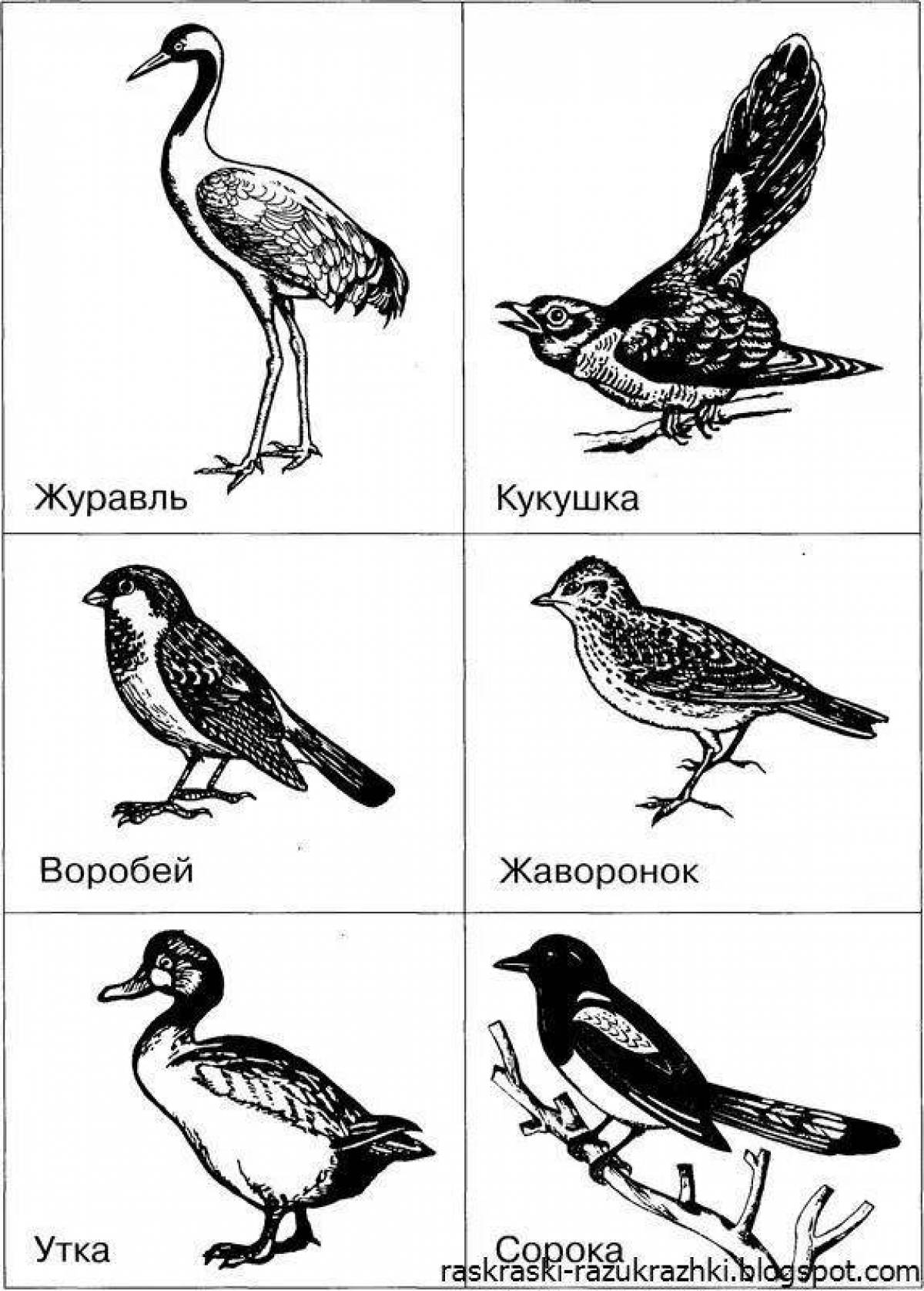 Элегантная раскраска зимние и перелетные птицы