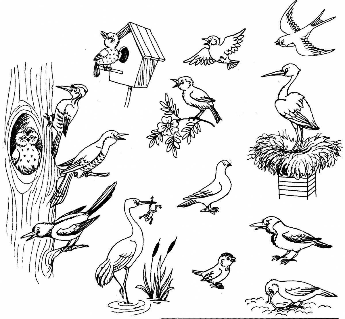 Colouring serene wintering and migratory birds
