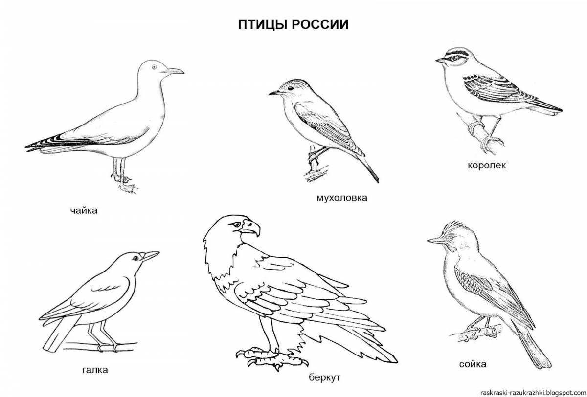 Joyful coloring of wintering and migratory birds