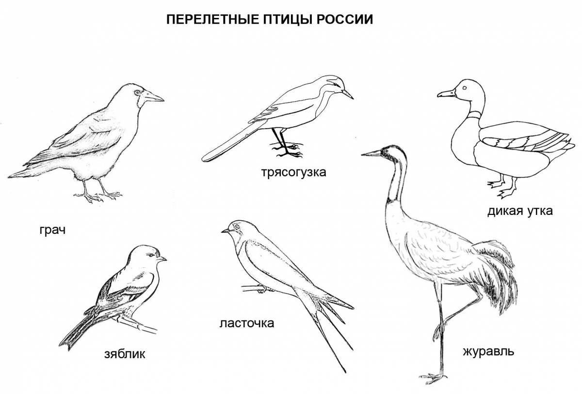 Playful coloring of winter and migratory birds