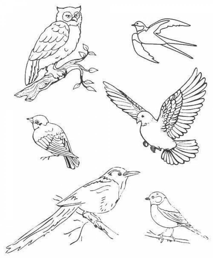 Раскраска птицы перелетные и зимующие