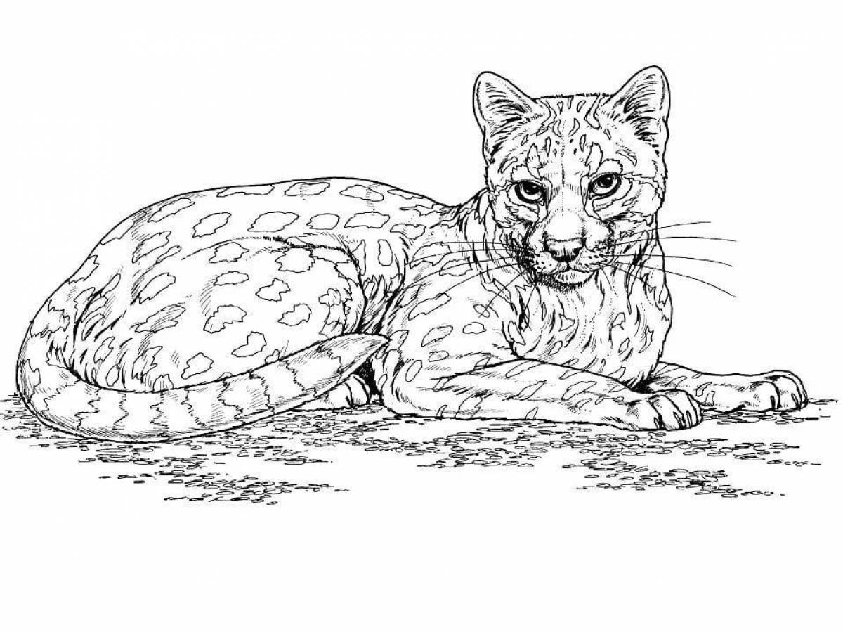 Дымчатый леопард раскраска