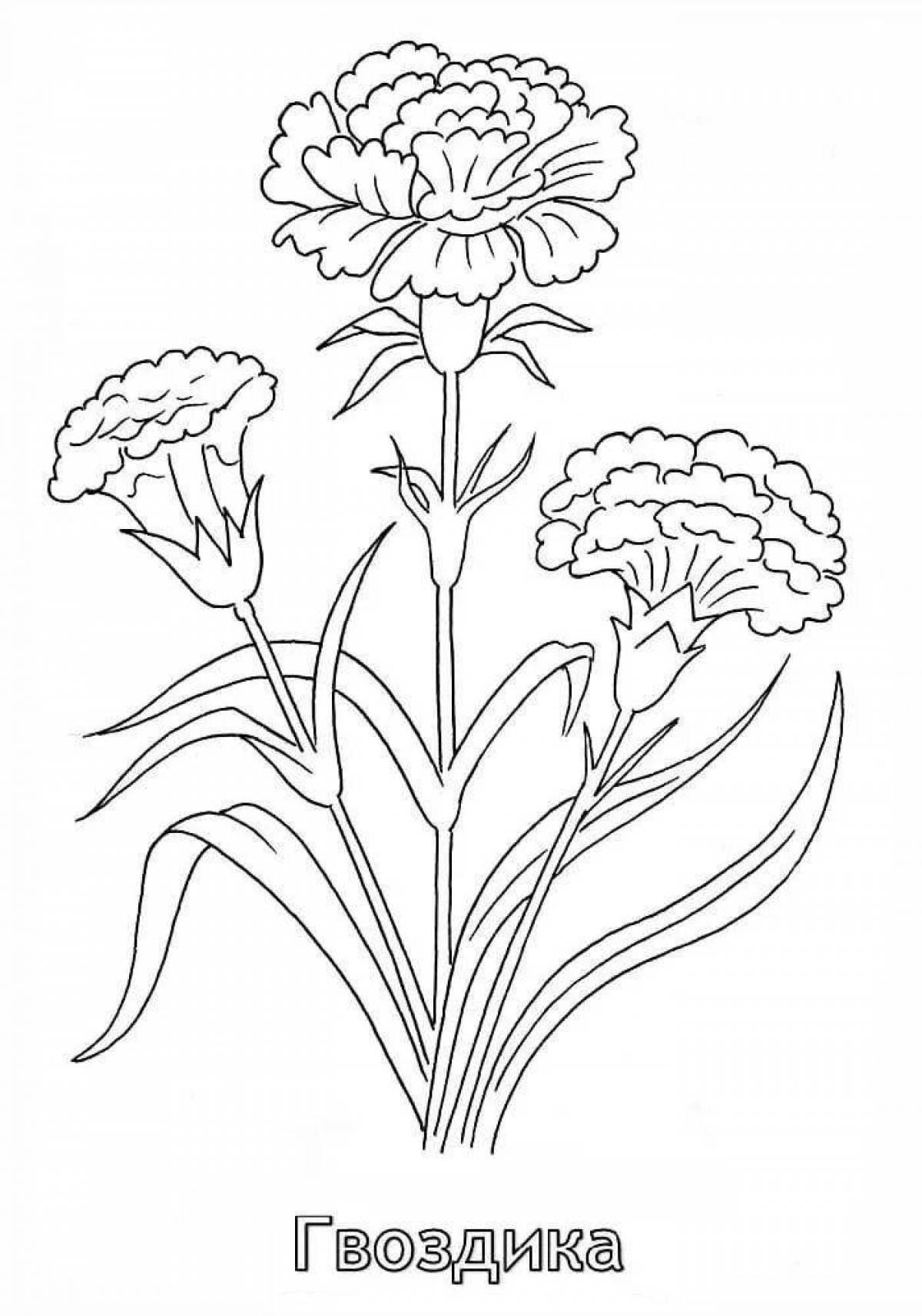 Delicate coloring of carnation flowers