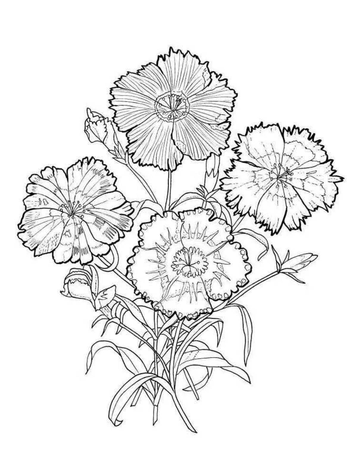 Shining coloring carnation flowers