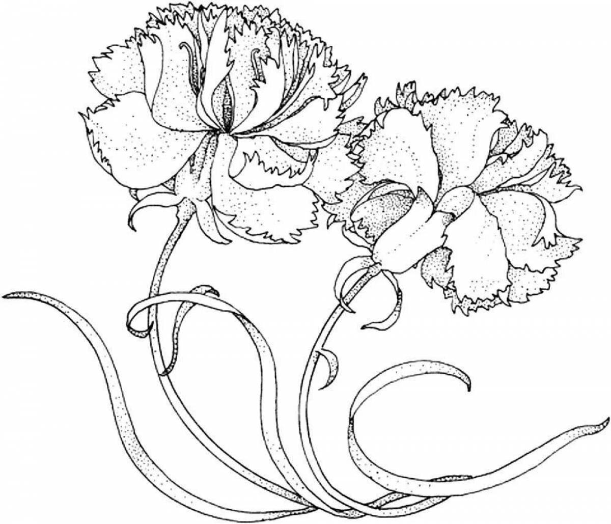Glorious carnation flower coloring book