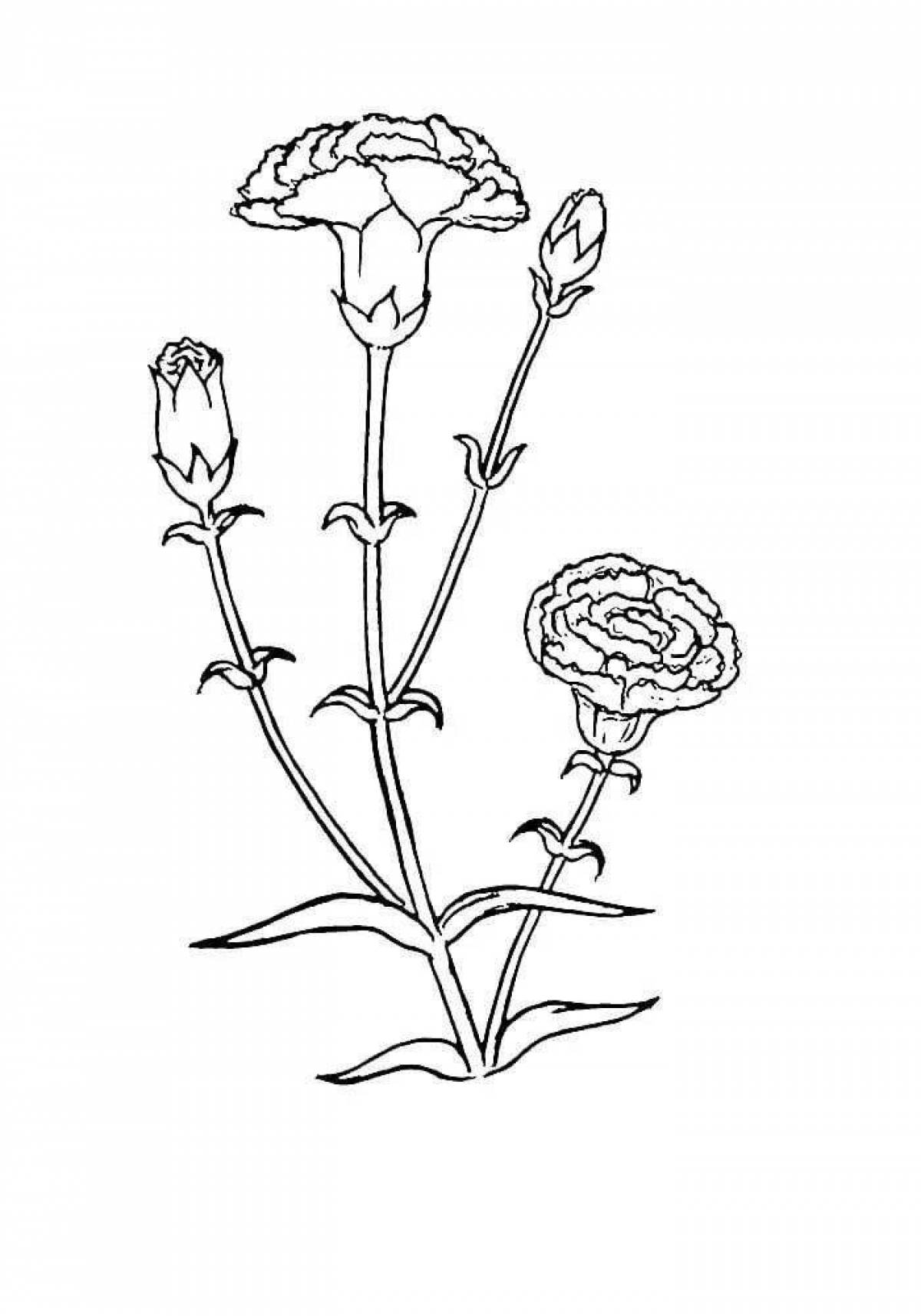 Elegant carnation flower coloring book