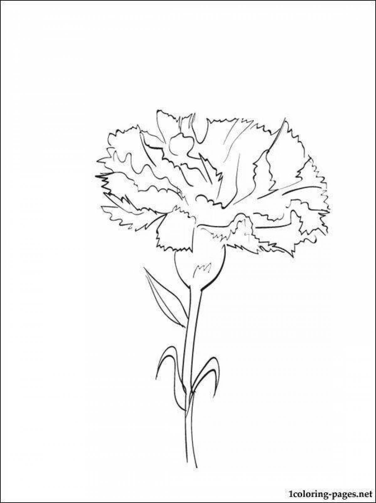Beautiful coloring of carnation flowers
