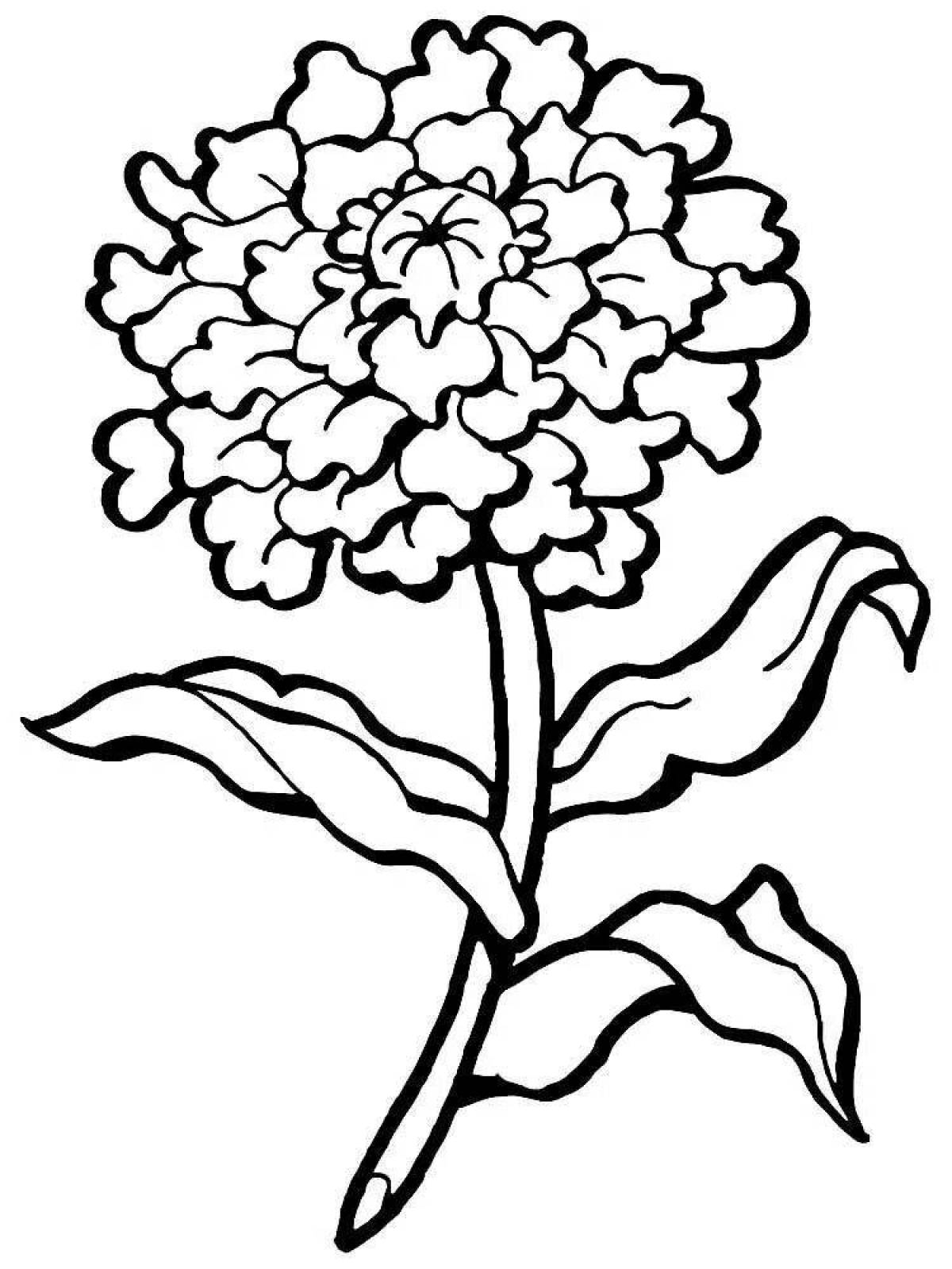 Sweet coloring carnation flowers