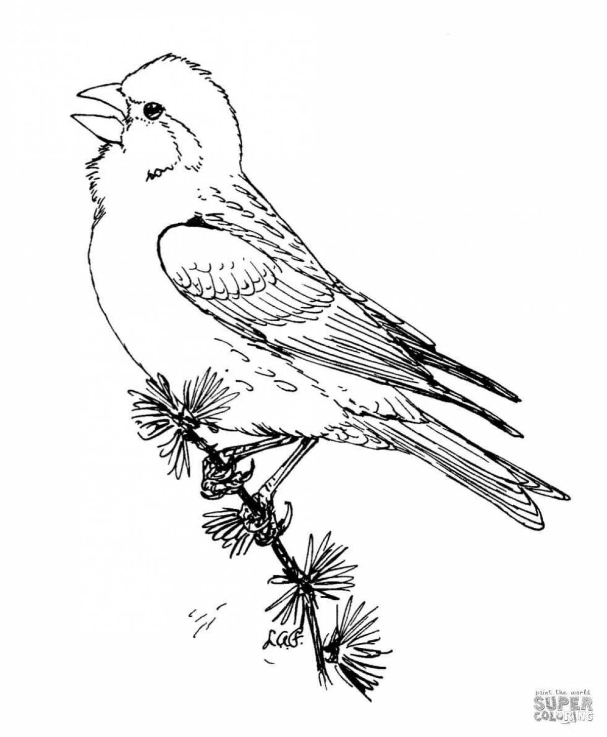 Colorful siskin coloring page