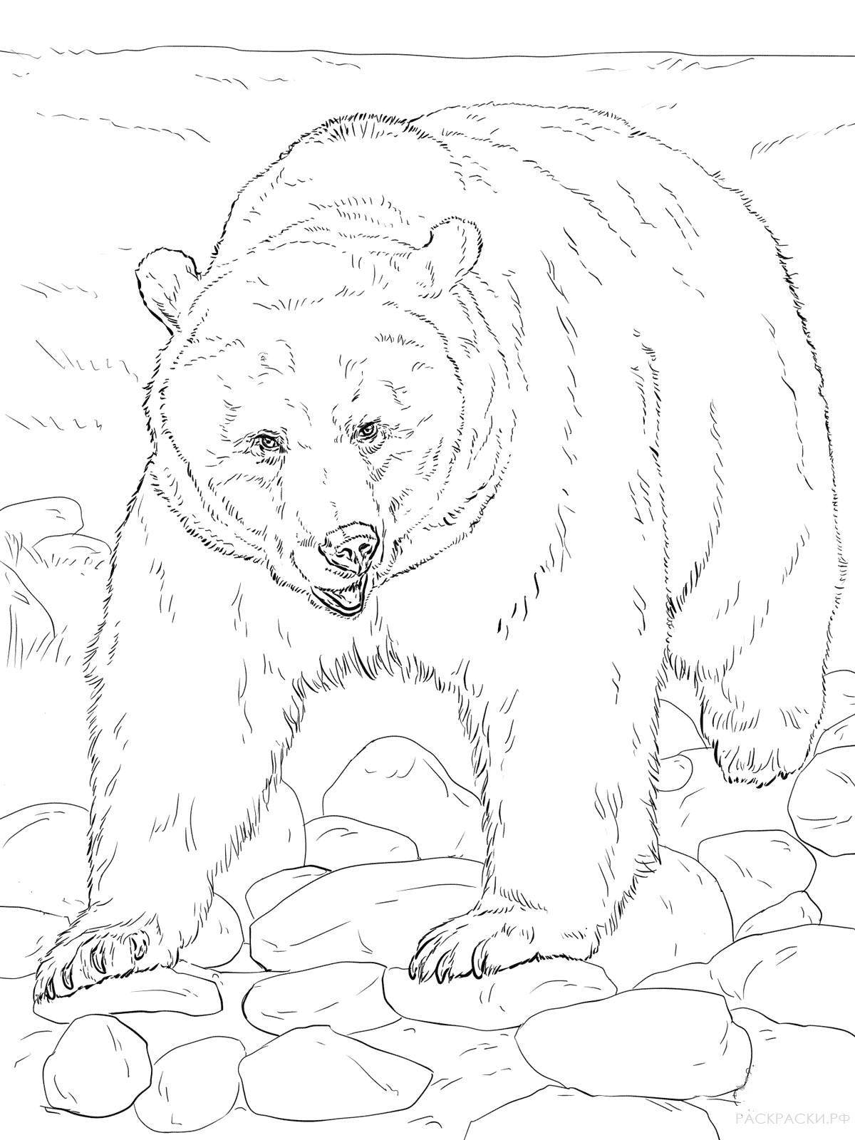 Изысканная раскраска бурого медведя для детей