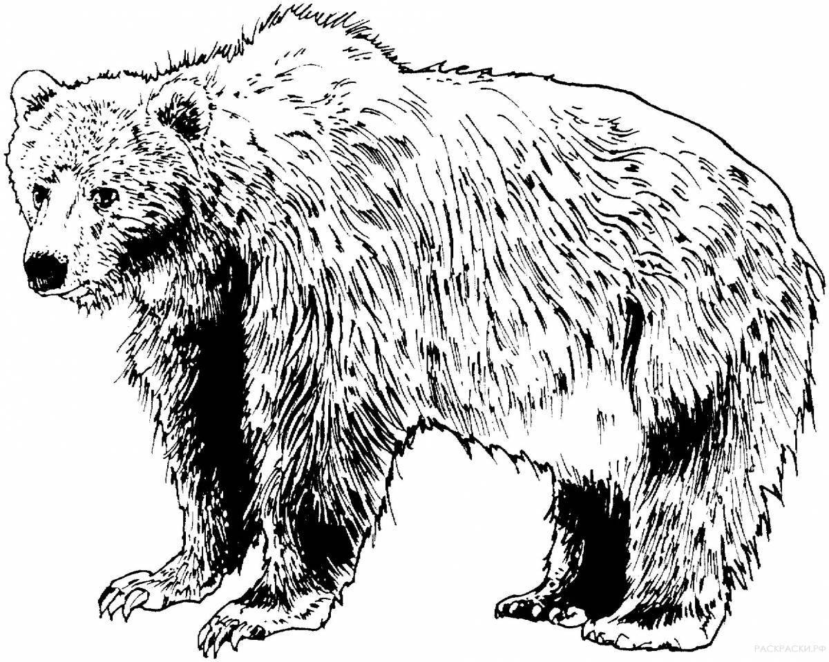 Раскраска сияющий бурый медведь для детей