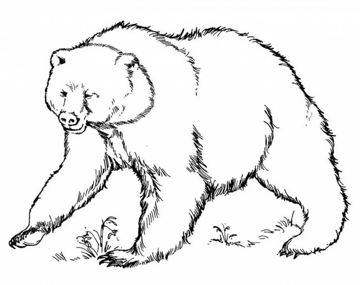 Раскраска ослепительный бурый медведь для детей