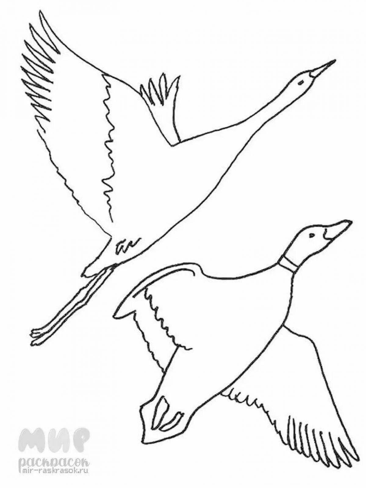 Гуси лебеди перелетные птицы