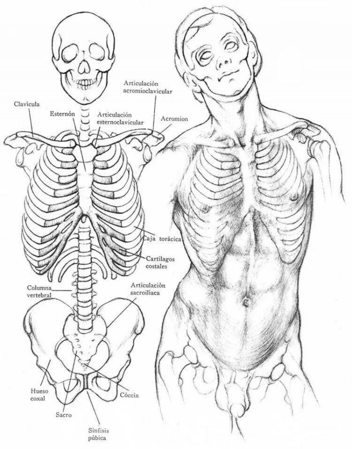 Great anatomical coloring book