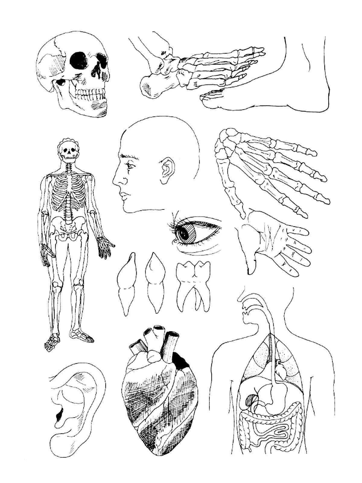 Anatomical #4